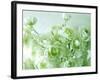 Ranunculus-null-Framed Photographic Print