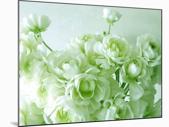 Ranunculus-null-Mounted Photographic Print