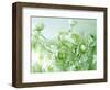 Ranunculus-null-Framed Photographic Print