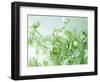 Ranunculus-null-Framed Photographic Print