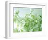 Ranunculus-null-Framed Photographic Print