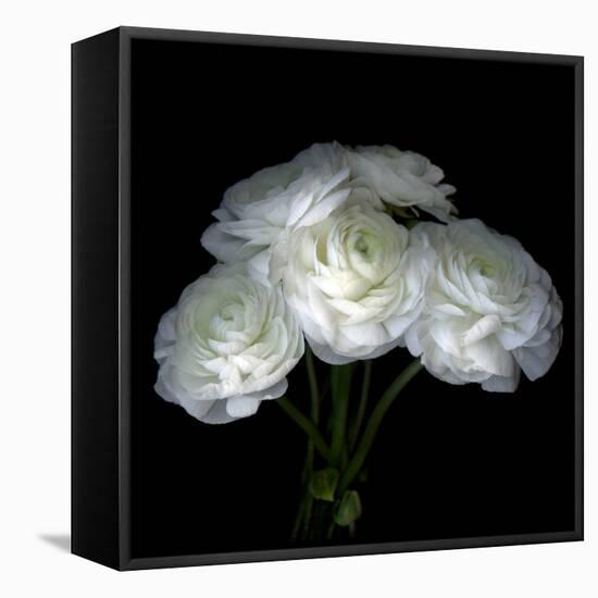 Ranunculus-Magda Indigo-Framed Stretched Canvas