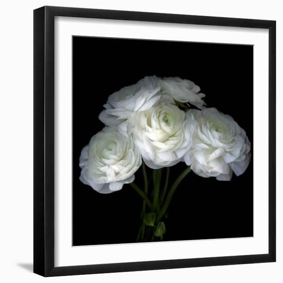 Ranunculus-Magda Indigo-Framed Photographic Print