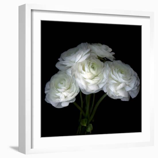 Ranunculus-Magda Indigo-Framed Photographic Print