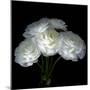 Ranunculus-Magda Indigo-Mounted Photographic Print