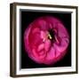 ranunculus-Magda Indigo-Framed Photographic Print