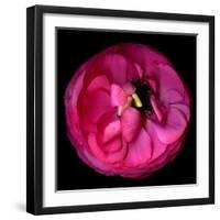 ranunculus-Magda Indigo-Framed Photographic Print