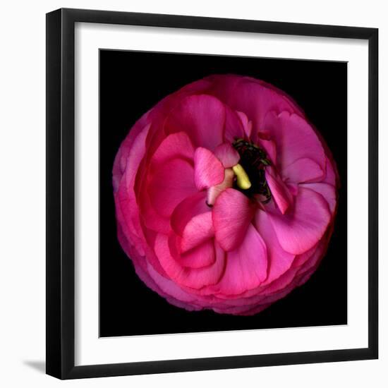 ranunculus-Magda Indigo-Framed Photographic Print