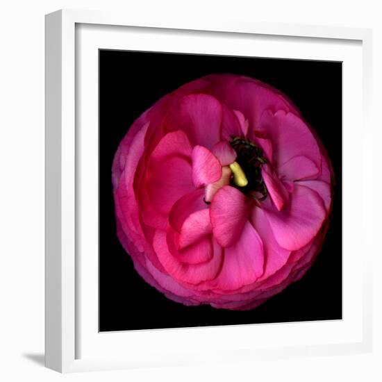 ranunculus-Magda Indigo-Framed Photographic Print