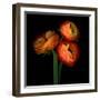 ranunculus-Magda Indigo-Framed Photographic Print