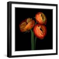 ranunculus-Magda Indigo-Framed Photographic Print