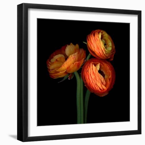 ranunculus-Magda Indigo-Framed Photographic Print