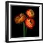 ranunculus-Magda Indigo-Framed Photographic Print