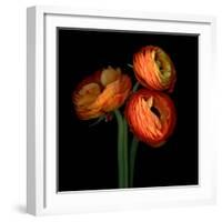 ranunculus-Magda Indigo-Framed Photographic Print