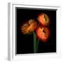 ranunculus-Magda Indigo-Framed Photographic Print