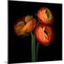 ranunculus-Magda Indigo-Mounted Photographic Print