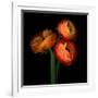 ranunculus-Magda Indigo-Framed Photographic Print