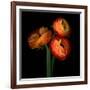 ranunculus-Magda Indigo-Framed Photographic Print