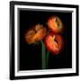 ranunculus-Magda Indigo-Framed Photographic Print