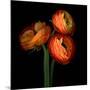 ranunculus-Magda Indigo-Mounted Photographic Print