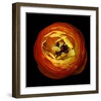 ranunculus-Magda Indigo-Framed Photographic Print