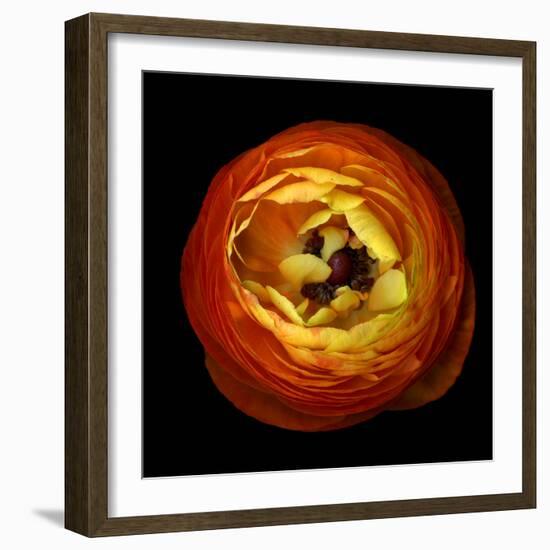 ranunculus-Magda Indigo-Framed Photographic Print