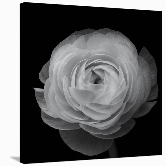 Ranunculus-Lotte Gronkjar-Stretched Canvas