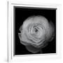 Ranunculus-Lotte Gronkjar-Framed Photographic Print