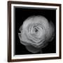 Ranunculus-Lotte Gronkjar-Framed Photographic Print