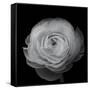 Ranunculus-Lotte Gronkjar-Framed Stretched Canvas