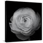 Ranunculus-Lotte Gronkjar-Stretched Canvas