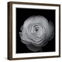 Ranunculus-Lotte Gronkjar-Framed Photographic Print