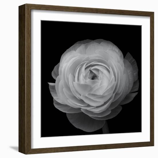 Ranunculus-Lotte Gronkjar-Framed Photographic Print