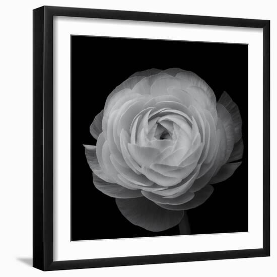 Ranunculus-Lotte Gronkjar-Framed Photographic Print