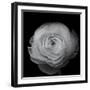 Ranunculus-Lotte Gronkjar-Framed Photographic Print