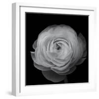 Ranunculus-Lotte Gronkjar-Framed Photographic Print