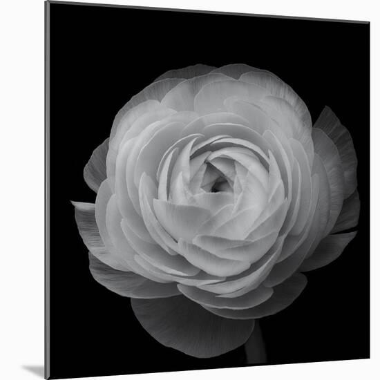 Ranunculus-Lotte Gronkjar-Mounted Photographic Print