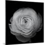 Ranunculus-Lotte Gronkjar-Mounted Photographic Print