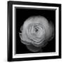 Ranunculus-Lotte Gronkjar-Framed Photographic Print