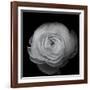 Ranunculus-Lotte Gronkjar-Framed Photographic Print