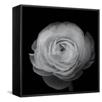 Ranunculus-Lotte Gronkjar-Framed Stretched Canvas