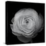 Ranunculus-Lotte Gronkjar-Stretched Canvas