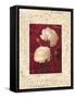 Ranunculus-John Seba-Framed Stretched Canvas