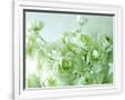 Gramercy White