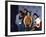 Rap Group the Beastie Boys Adam Horovitz, Adam Yauch, and Mike Diamond with Dj Hurricane-null-Framed Premium Photographic Print