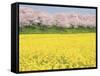 Rape blossom field lined with blossoming cherry trees, Satte, Saitama Prefecture, Japan-null-Framed Stretched Canvas