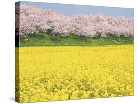 Rape blossom field lined with blossoming cherry trees, Satte, Saitama Prefecture, Japan-null-Stretched Canvas