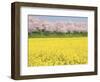 Rape blossom field lined with blossoming cherry trees, Satte, Saitama Prefecture, Japan-null-Framed Photographic Print