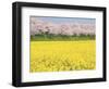 Rape blossom field lined with blossoming cherry trees, Satte, Saitama Prefecture, Japan-null-Framed Photographic Print