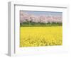 Rape blossom field lined with blossoming cherry trees, Satte, Saitama Prefecture, Japan-null-Framed Photographic Print